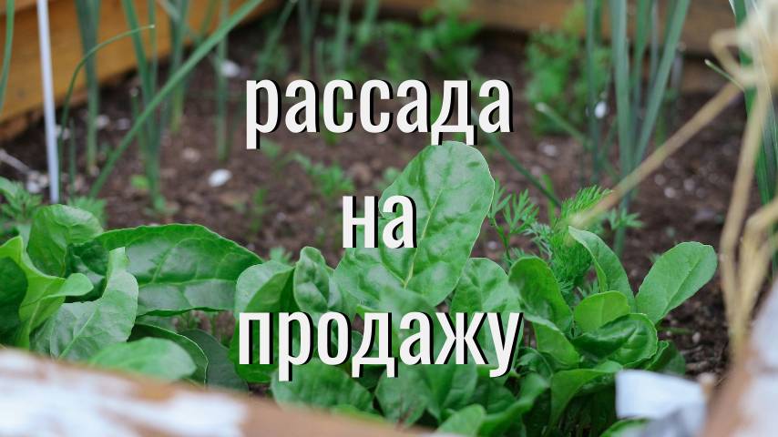 Рассада на продажу