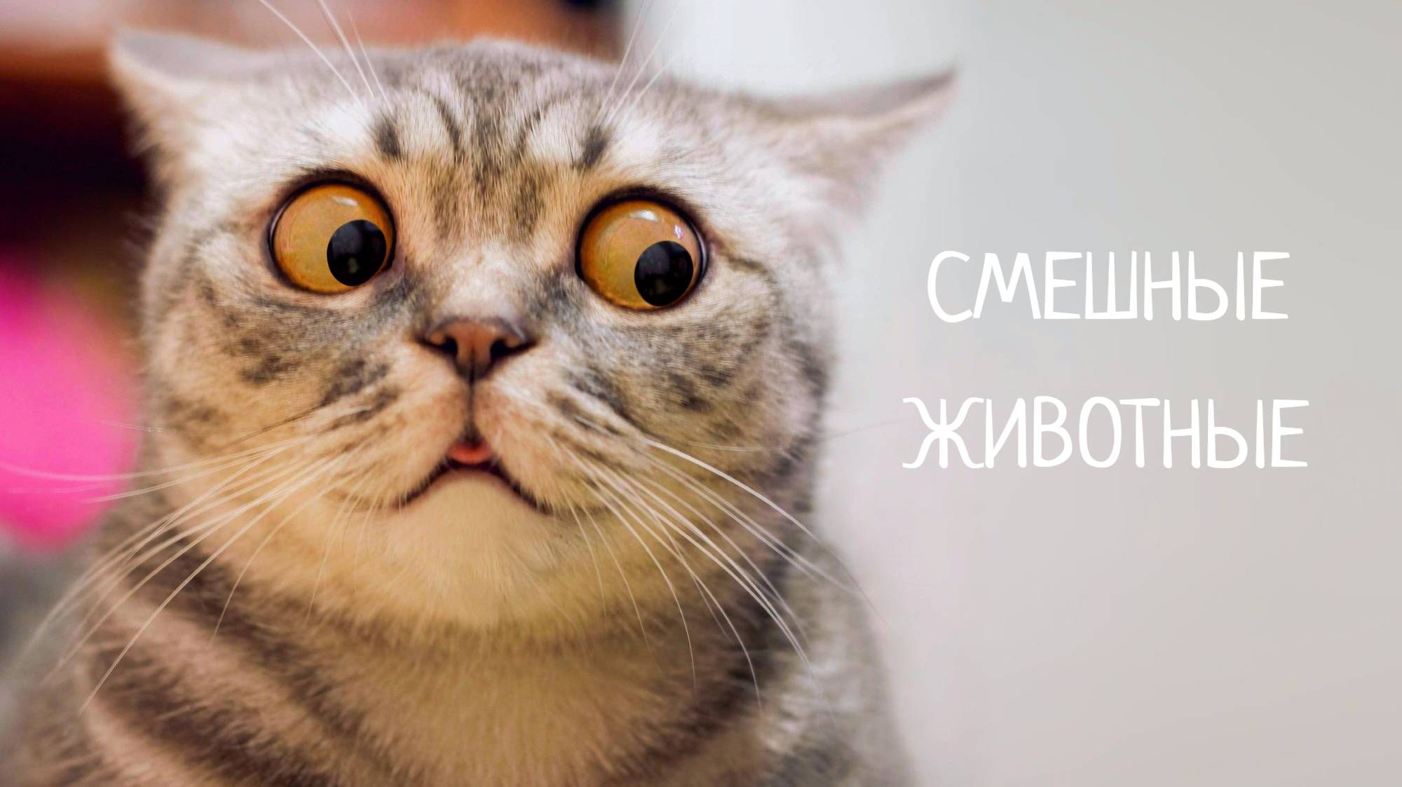 СМЕШНЫЕ ЖИВОТНЫЕ