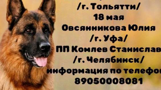 КЧК УФА 18 мая`25 Ю.Овсянникова Моно немецких овчарок