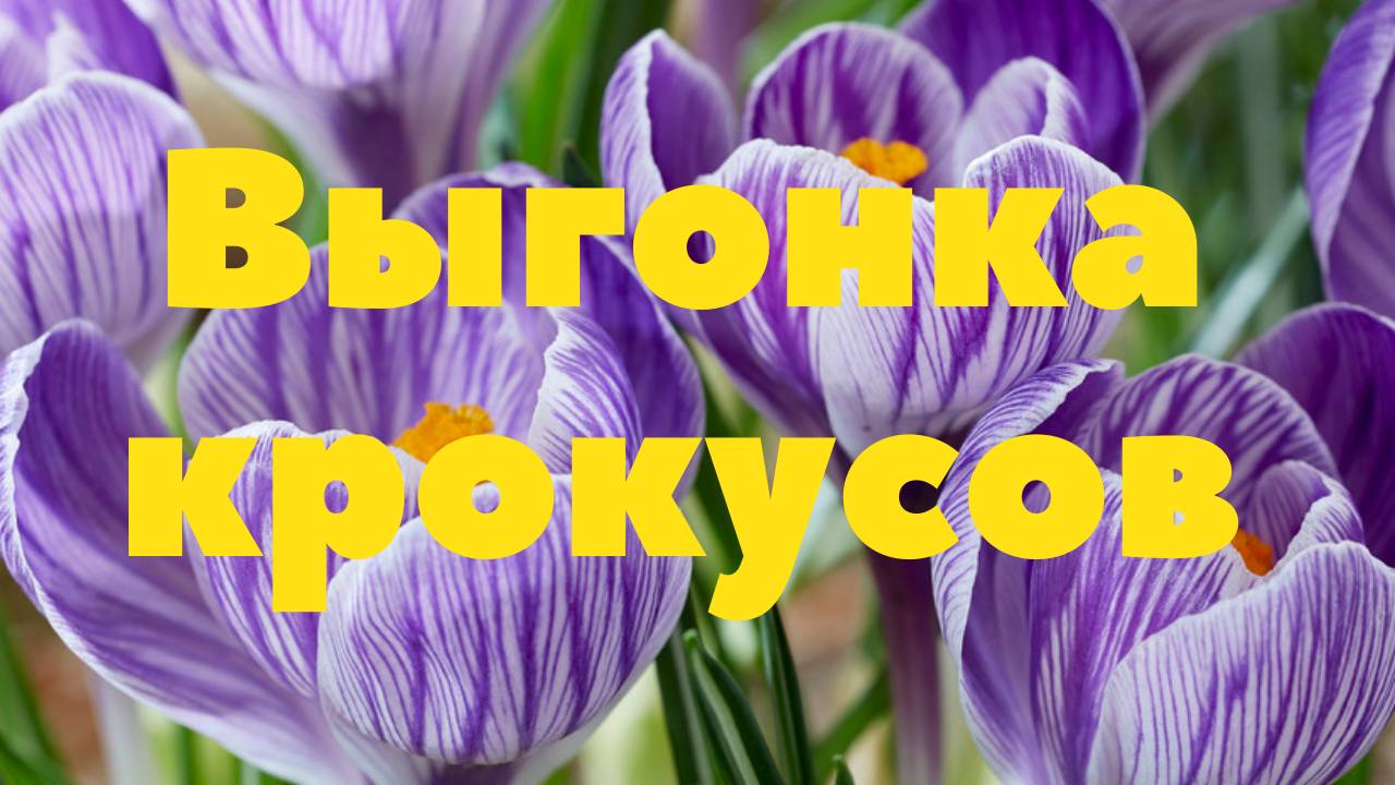 Крокус