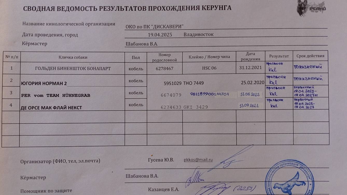 Кёрунг ВЛАДИВОСТОК 19 апр`25 (В.Шабанова) 4 собаки