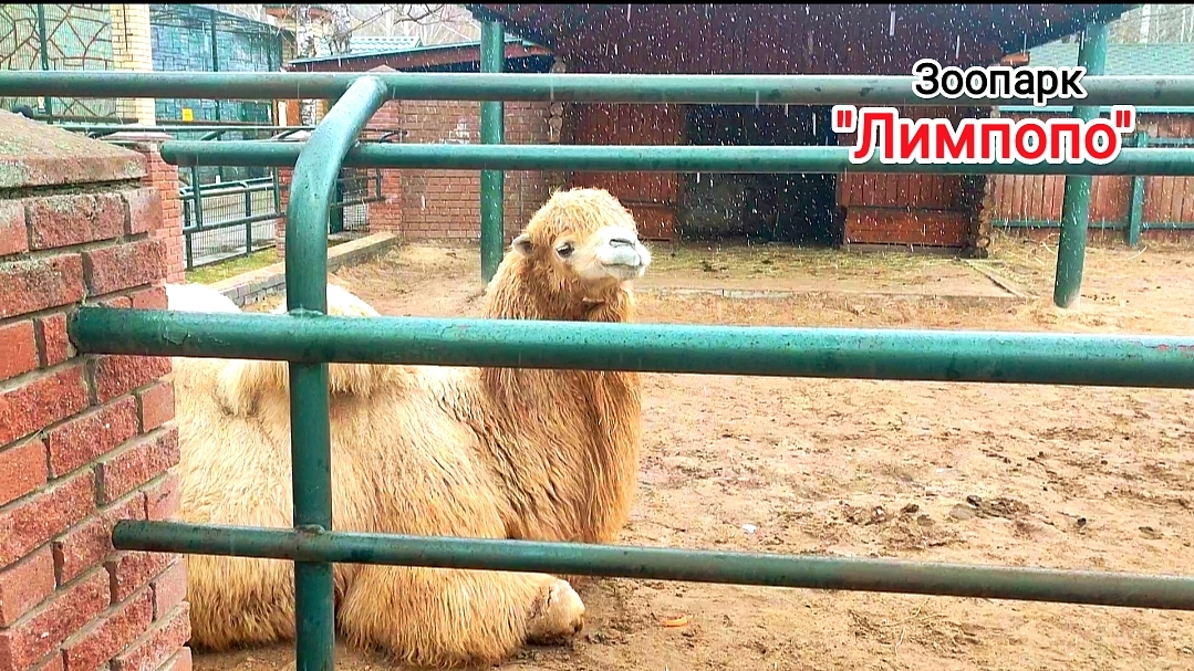 Зоопарк ″Лимпопо″