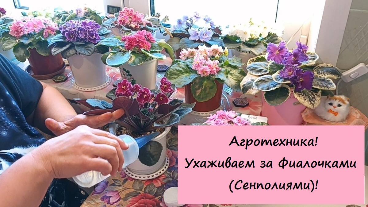 Агротехника! Ухаживаем за Фиалочками (Сенполиями)!