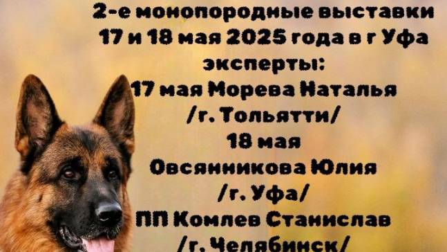КЧК УФА 17 мая`25 Н.Морева Моно немецких овчарок
