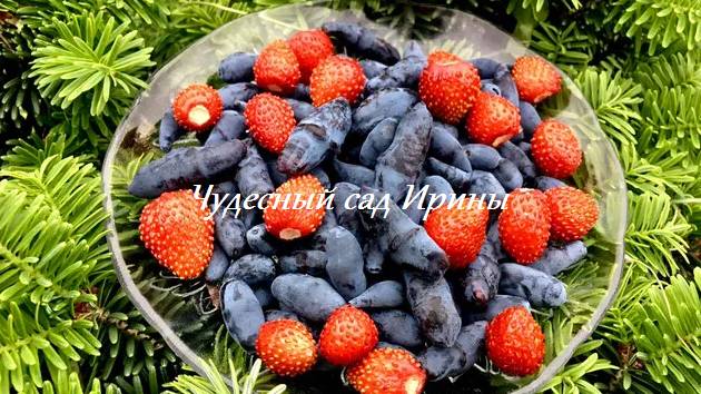 Дачный дневник. Чудесный сад Ирины