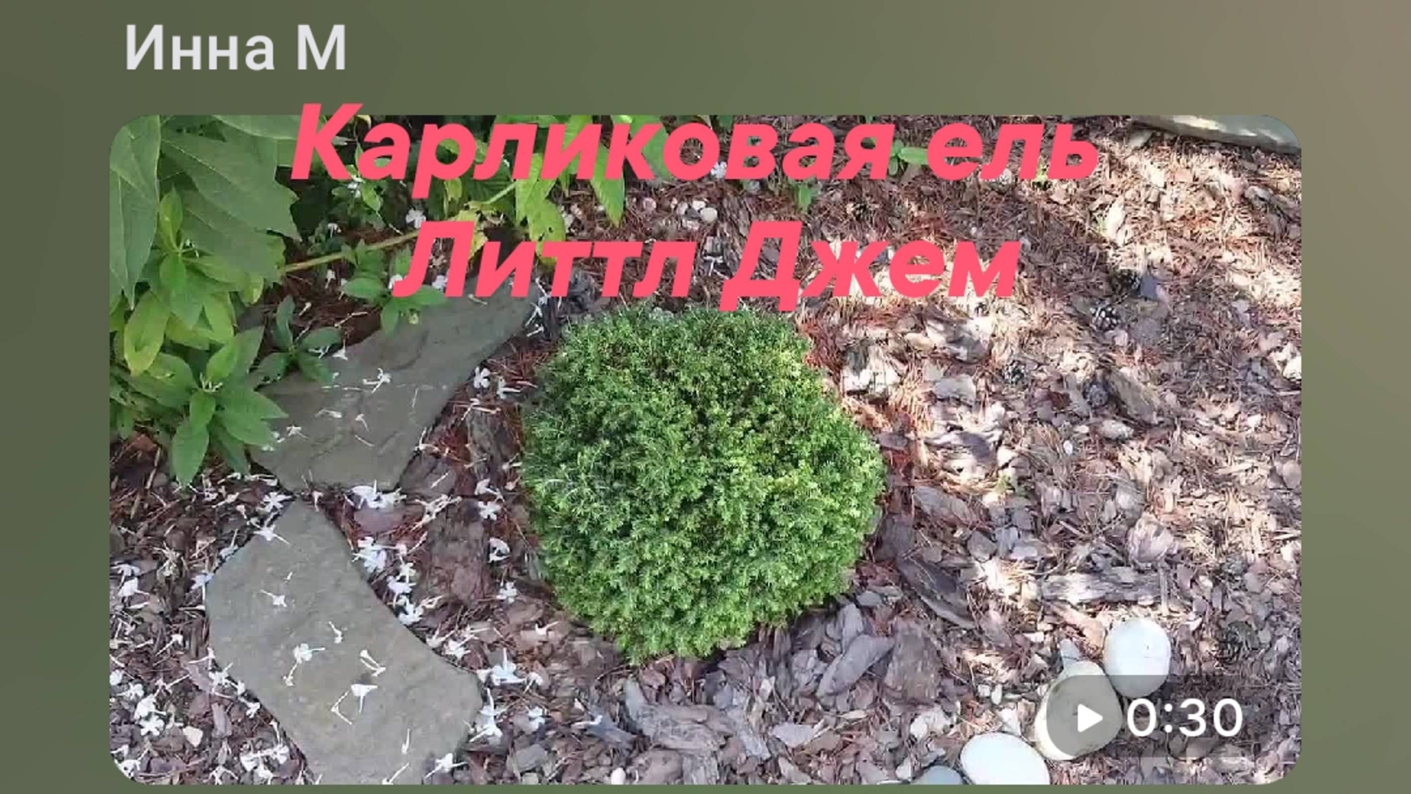 Хвойные нашего сада