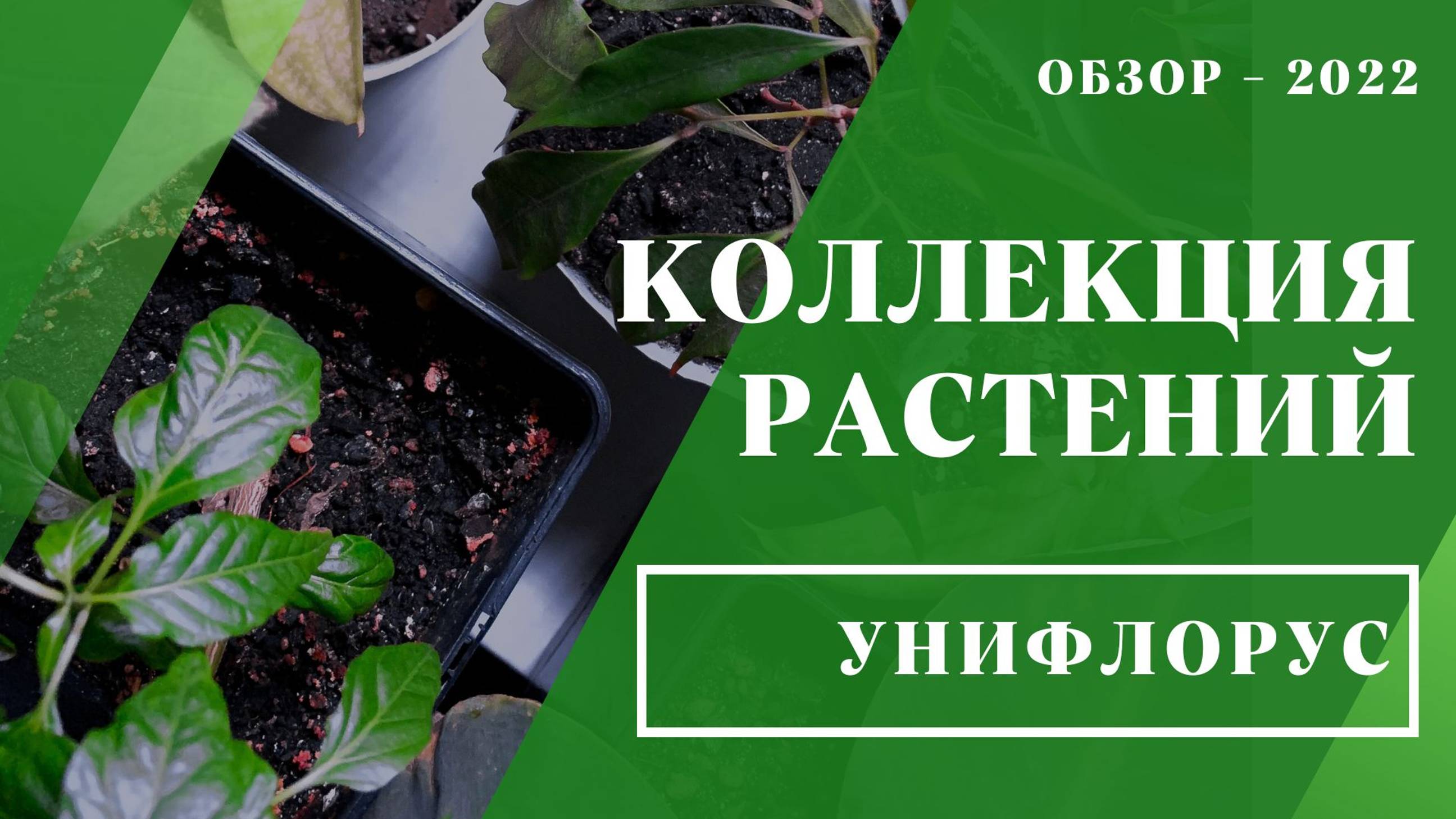 Домашняя оранжерея