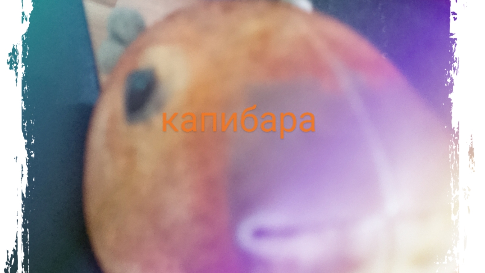 капибара