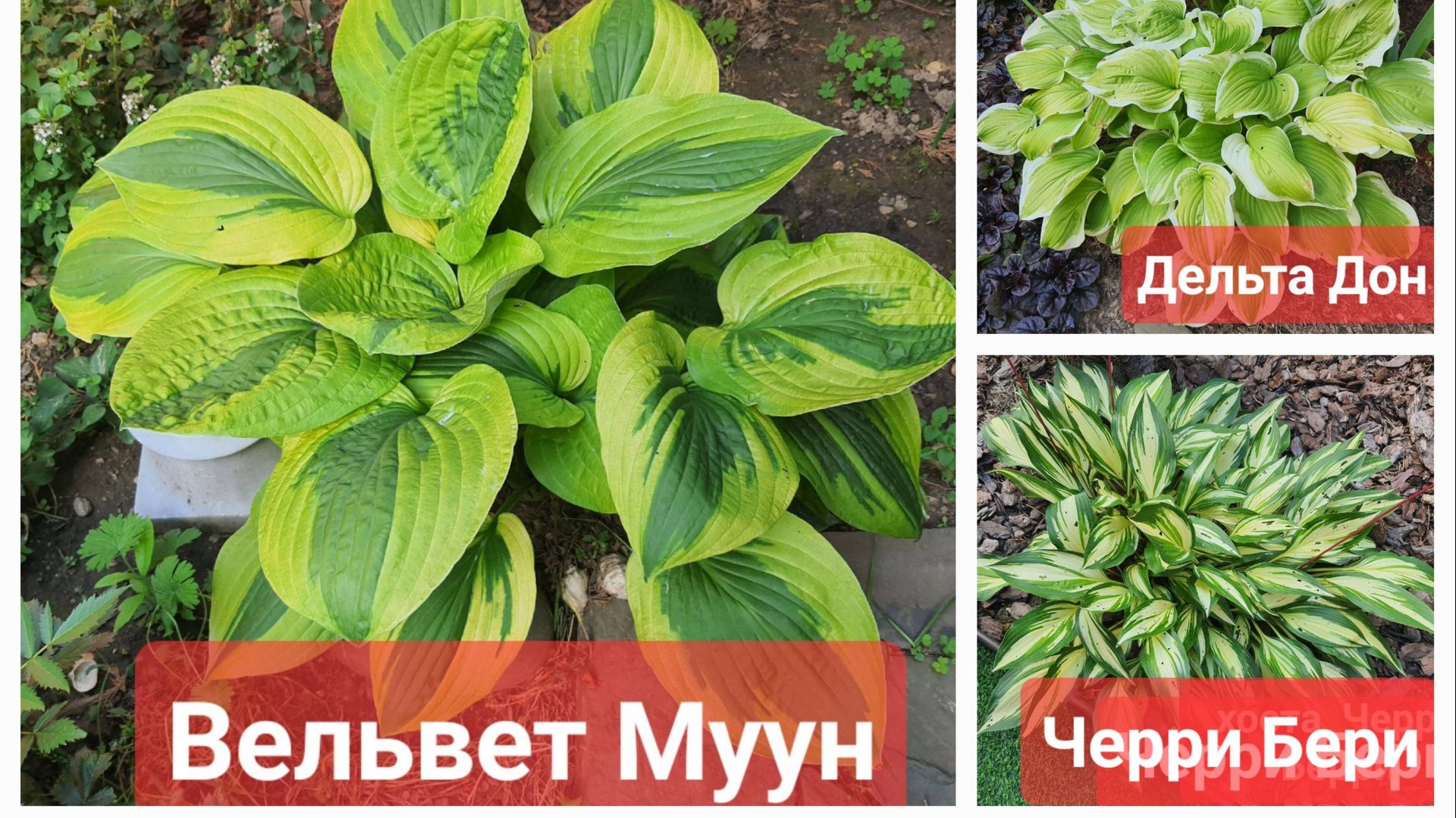 ХОСТЫ