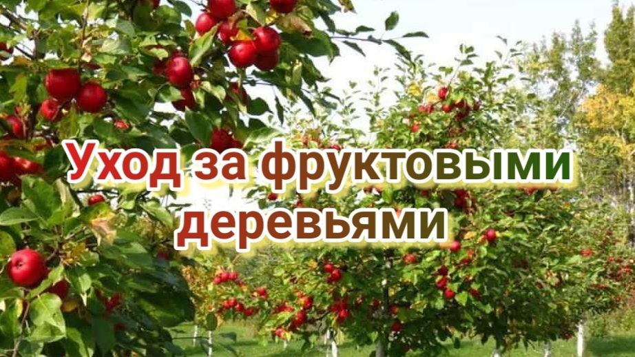 ФРУКТОВЫЙ САД