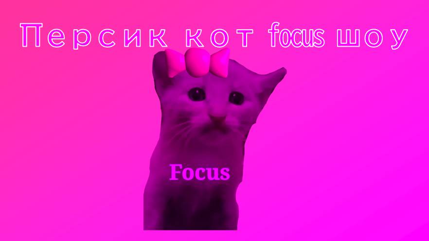 Персик кот focus шоу