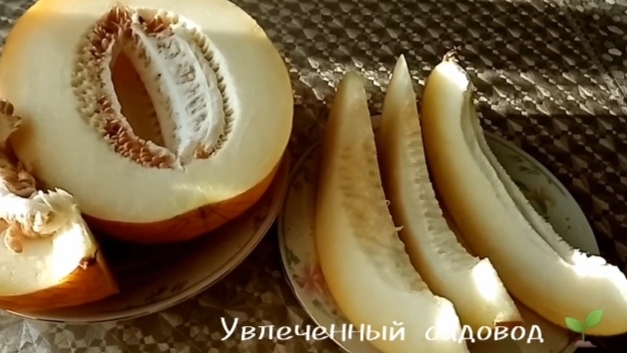 Дыни в Сибири от А до Я