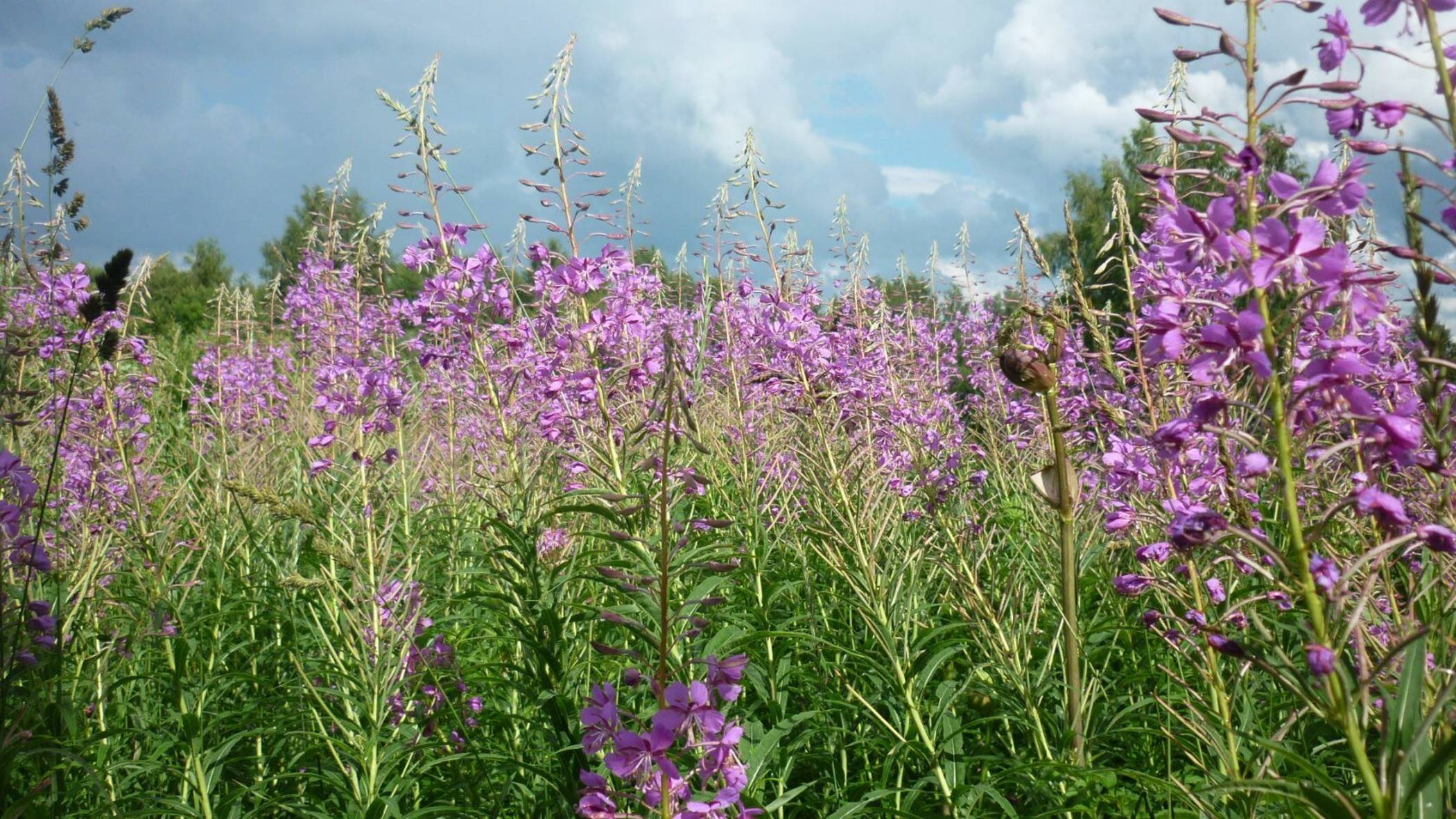 Красота природы