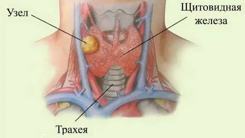 Эндокринная система - Щитовидная железа