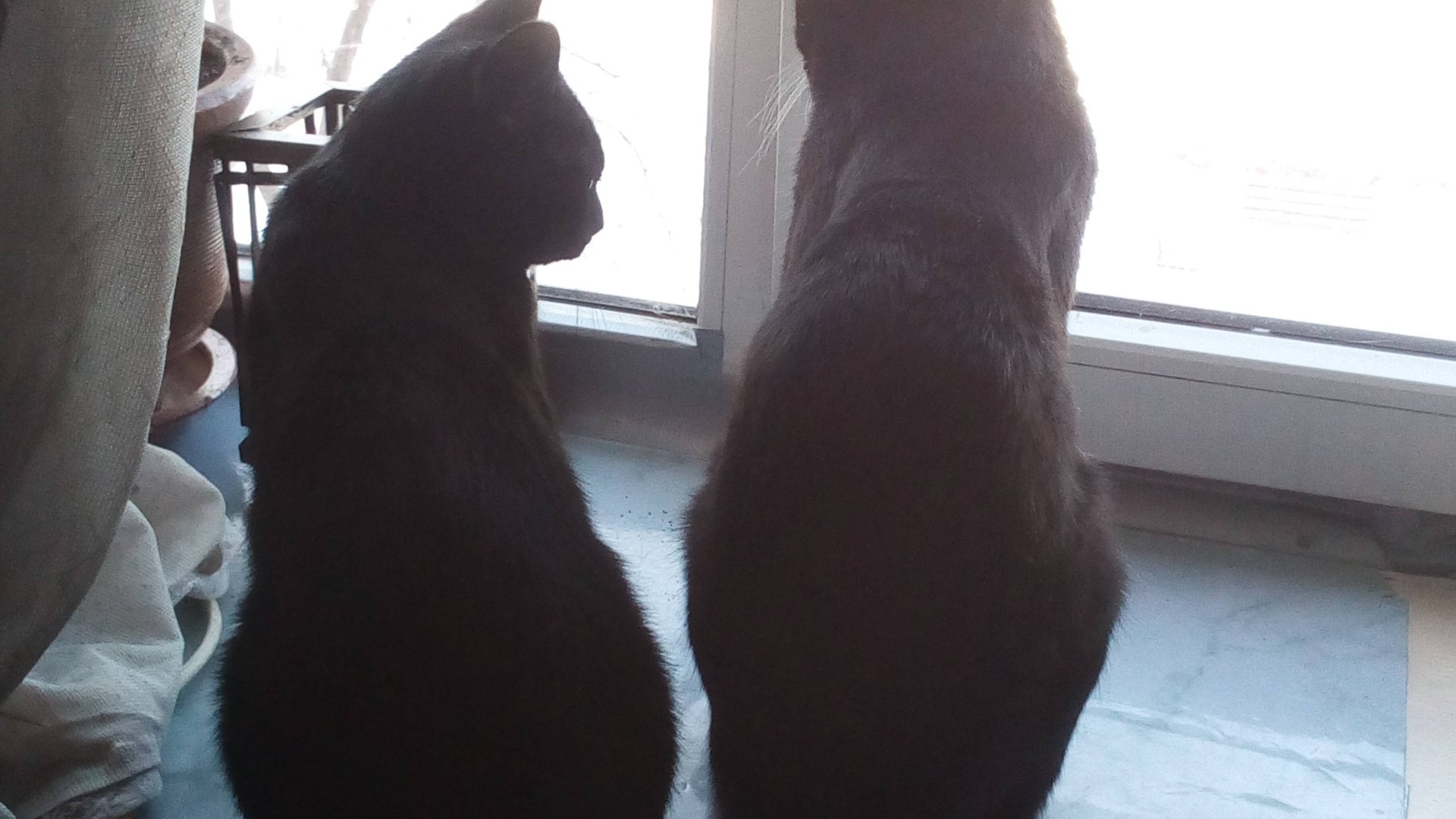 коты