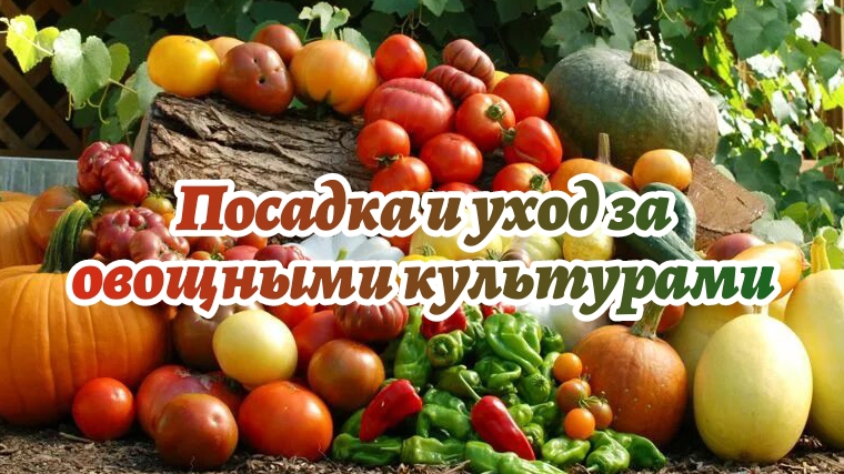 УРОЖАЙНАЯ ГРЯДКА