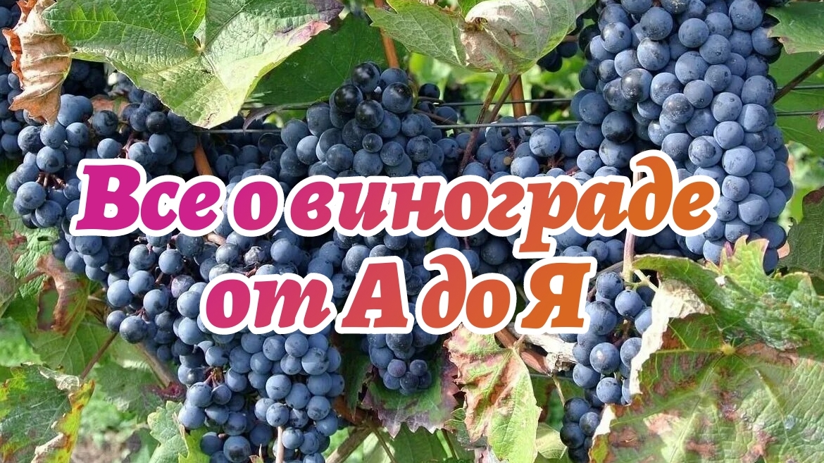 🅱️ИНОГРАДНАЯ ЛОЗА