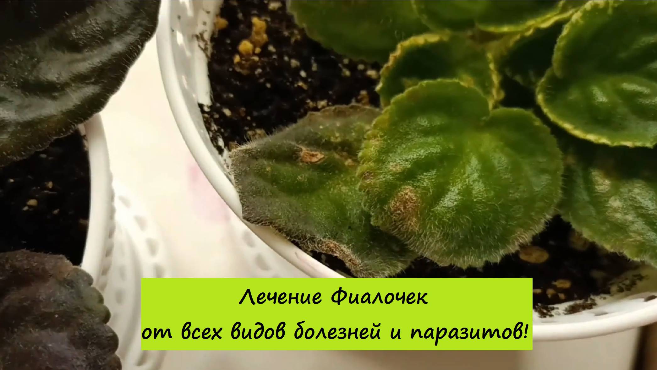 Лечение Фиалочек от всех видов паразитов и болезней!