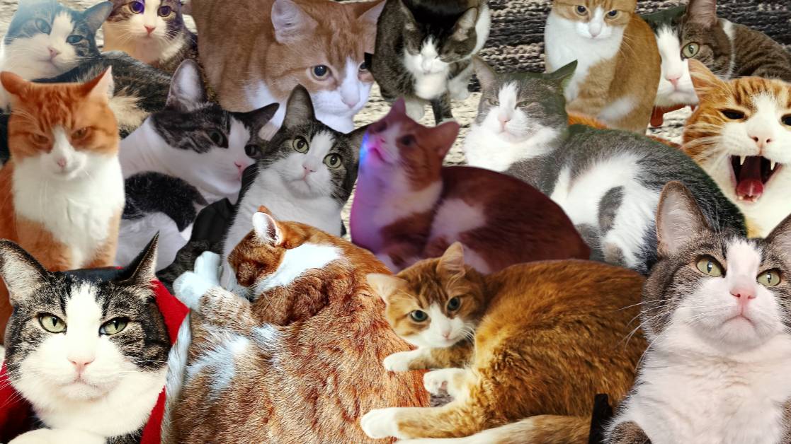 МОИ КОТИКИ!