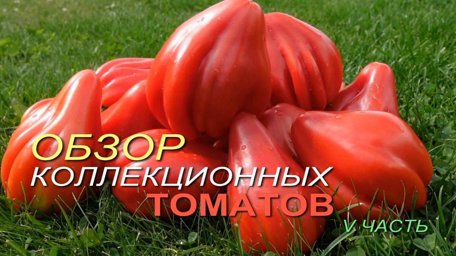 Обзоры о сортах ТОМАТОВ
