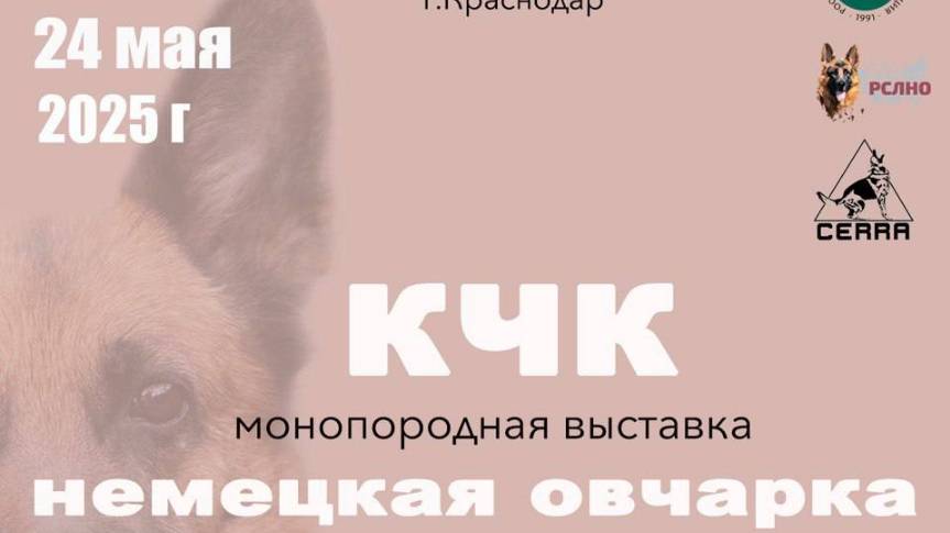 КЧК КРАСНОДАР 24 мая`25 Н.Морева Моно немецких овчарок