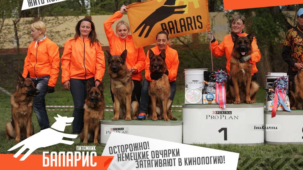Баларис на выставках