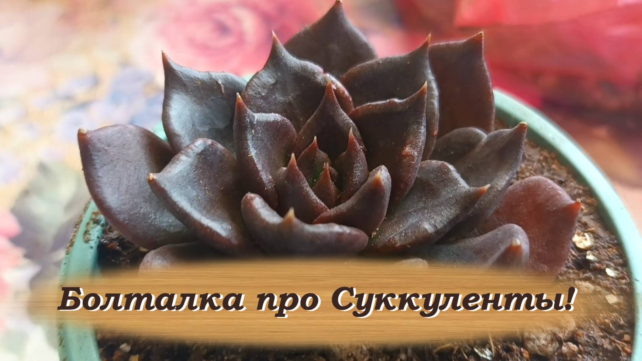 Болталка про Суккуленты!