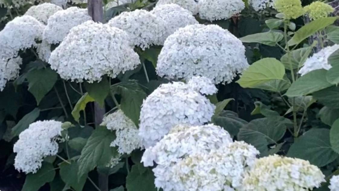 Гортензия анабель