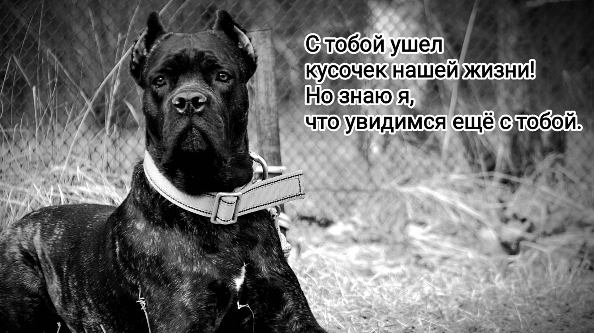 Кане Корсо, окд, зкз и просто прогулки
