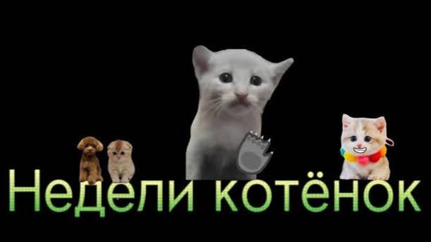 Недели котёнок Все Серия