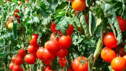 Как вырастить помидоры.Как собрать хороший урожай 🍅