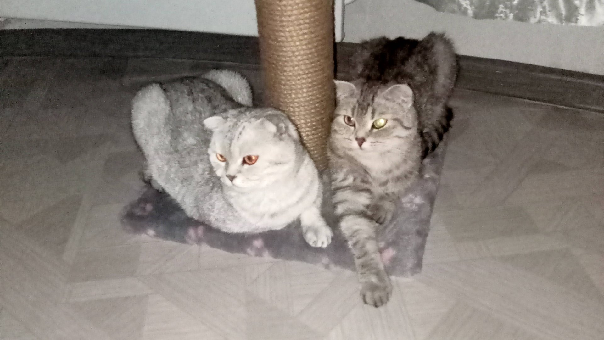 😻Бусинка( Тафиня ) и Ириска ( Графиня )😻