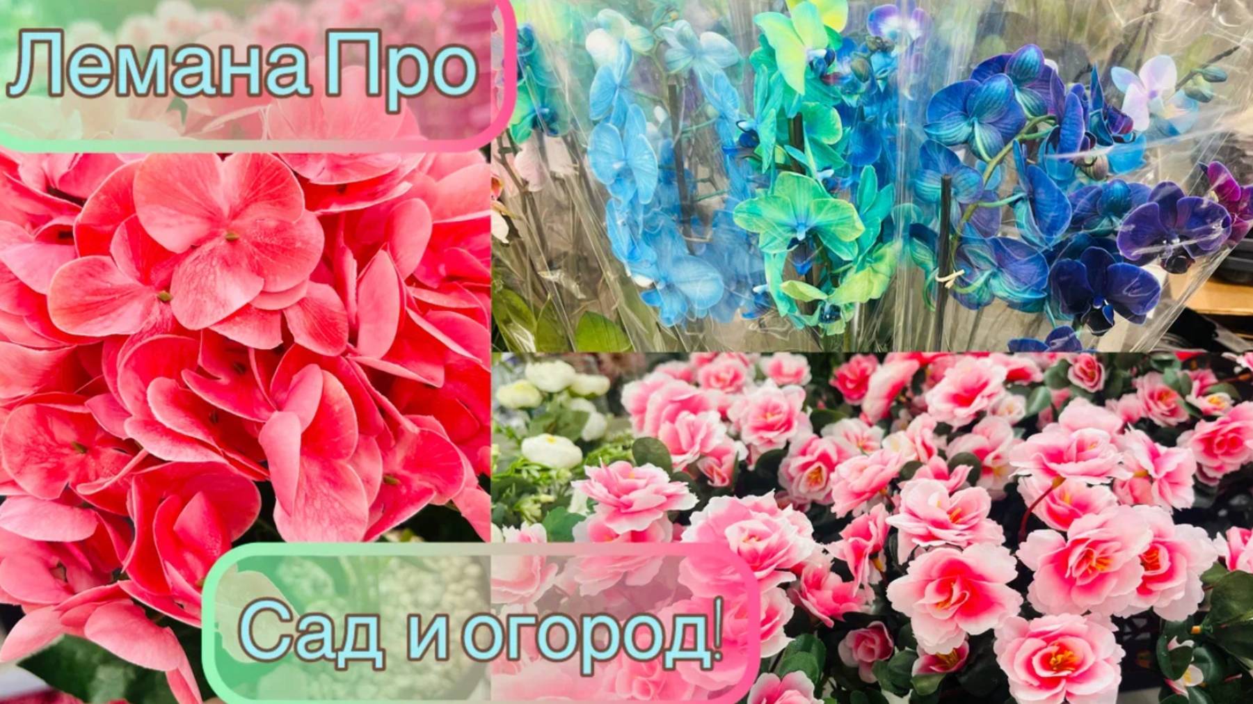 Лемана Про!
