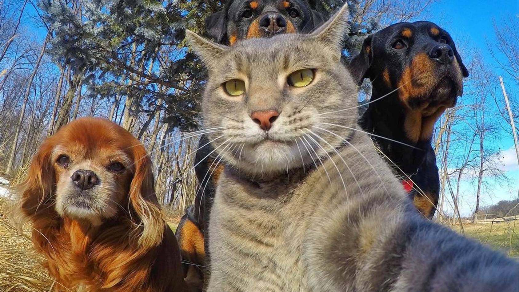 Забавные жЫвотные🐕🐰🦌🐻😺