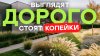 pitomnikecoplant_Почему у одних участок выглядит ДОРОГО, а у