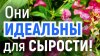 Викиботаника_15 неприхотливых ЦВЕТОВ для ВЛАЖНЫХ УЧАСТКОВ
