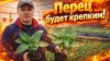 САД, ОГОРОД,СВОИМИ РУКАМИ_Перец из кассеты: секрет приземист