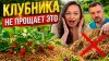 Дачный агроном_КЛУБНИКА НЕ ПРОЩАЕТ ЭТУ ОШИБКУ