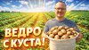 САД, ОГОРОД,СВОИМИ РУКАМИ_Картошка даст РЕКОРДНЫЙ урожай! Сд
