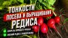 Нина К Дача Огород и не только_Тонкости посева и выращивания