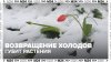 Возвращение холодов губит цветущие растения — Москва 24