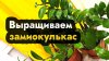 Амурский огород_Замиокулькас - вырастить и пересадить, уход