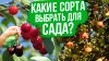 Вырастить ПРОСТО с Агрофирмой ПОИСК_Новые сорта яблонь 2026!