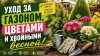 Прекрасная Гузалия! О Саде, цветах, здоровье_Весна в саду. Г