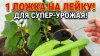 60 Соток в Сибири_1 ЛОЖКА на ЛЕЙКУ и ЛЬЮ ПОД КАЖДЫЙ КУСТ ОГУ
