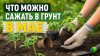 Сад Татьяны_ЧТО МОЖНО САЖАТЬ В ГРУНТ В МАЕ