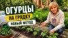 Умная дача. Галина Любимова_ЧТО НУЖНО СДЕЛАТЬ перед ПОСАДКОЙ