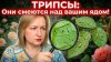 Ботаника Кристины Черненок_ТРИПСЫ НА РОЗАХ: Почему химия НЕ