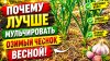 САД, ОГОРОД,СВОИМИ РУКАМИ_Весеннее мульчирование озимого чес