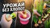 Нина К Дача Огород и не только_Как посадить лук на зелень ле